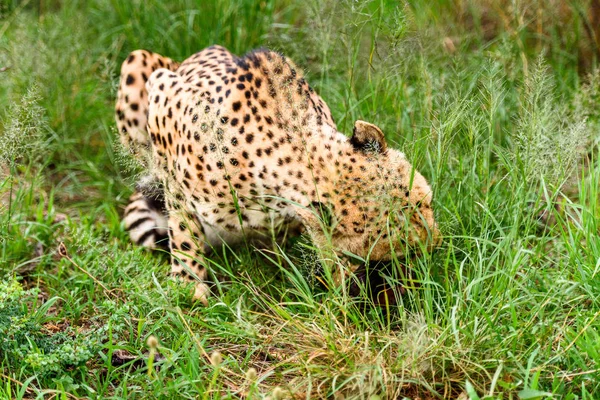 Close up of a Cheetah at the Naankuse Wildlife Sanctuary, Namibia, Africa