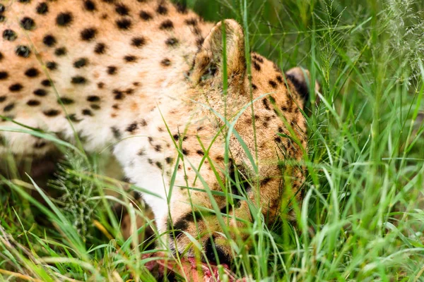 Közelről Egy Gepárd Naankuse Wildlife Sanctuary Namíbia Afrika — Stock Fotó