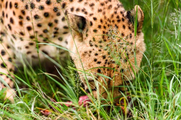 Közelről Egy Gepárd Naankuse Wildlife Sanctuary Namíbia Afrika — Stock Fotó