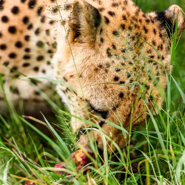 Közelről Egy Gepárd Naankuse Wildlife Sanctuary Namíbia Afrika — Stock Fotó