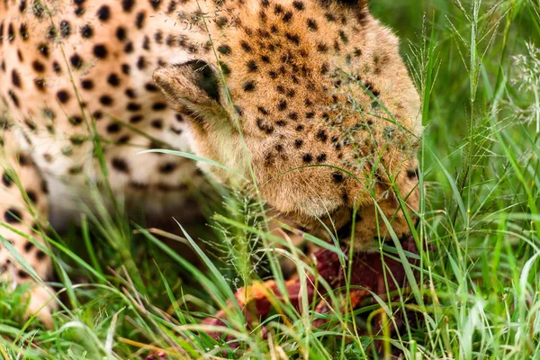 Közelről Egy Gepárd Naankuse Wildlife Sanctuary Namíbia Afrika — Stock Fotó