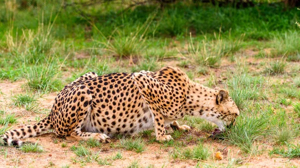 Close up of a Cheetah at the Naankuse Wildlife Sanctuary, Namibia, Africa