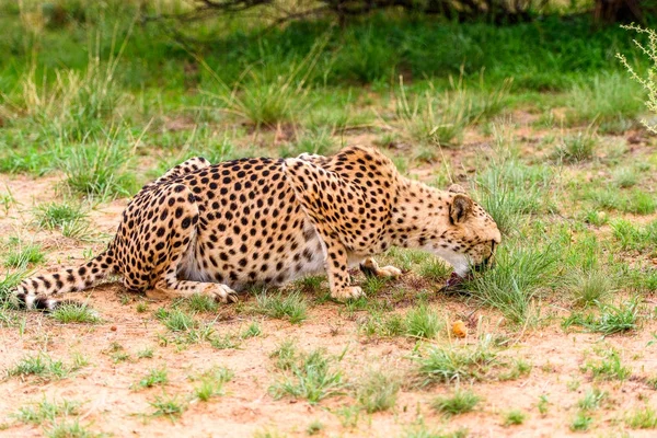 Gros Plan Guépard Naankuse Wildlife Sanctuary Namibie Afrique — Photo