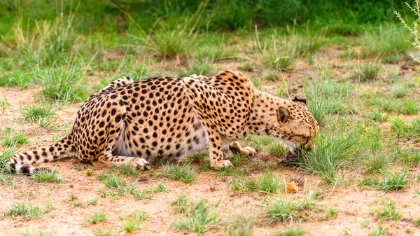Close Uma Chita Santuário Vida Selvagem Naankuse Namíbia África — Fotografia de Stock