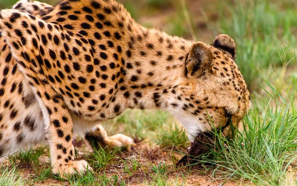 Közelről Egy Gepárd Naankuse Wildlife Sanctuary Namíbia Afrika — Stock Fotó