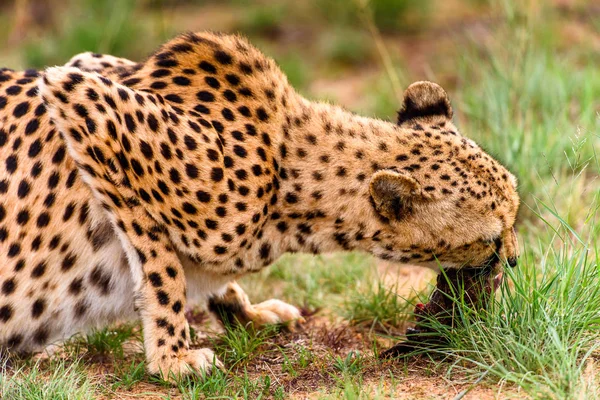 Close up of a Cheetah at the Naankuse Wildlife Sanctuary, Namibia, Africa