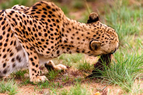 Nahaufnahme Eines Geparden Naankuse Wildschutzgebiet Namibia Afrika — Stockfoto
