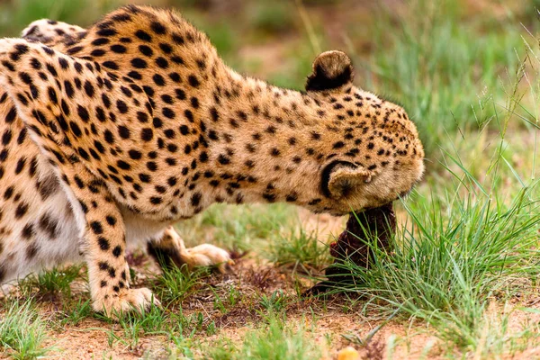 Close Cheetah Naankuse Wildlife Sanctuary Namibia Africa — Stock Photo, Image