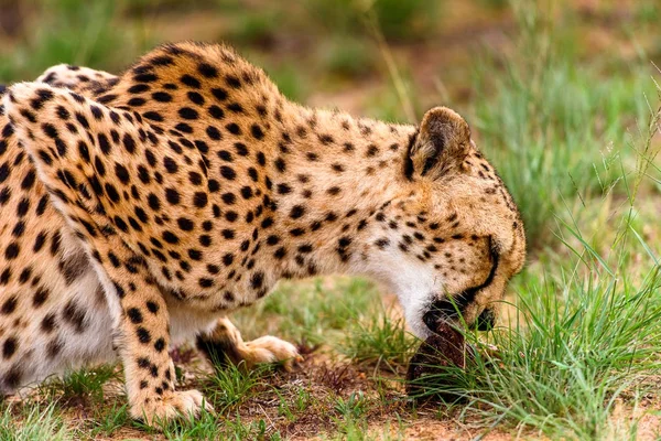 Close Cheetah Naankuse Wildlife Sanctuary Namibia Africa — Stock Photo, Image