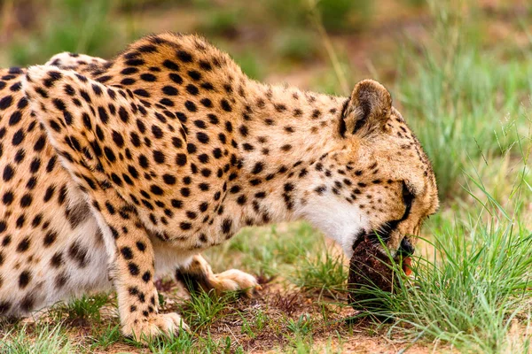 Közelről Egy Gepárd Naankuse Wildlife Sanctuary Namíbia Afrika — Stock Fotó