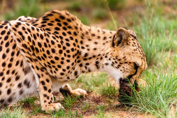 Közelről Egy Gepárd Naankuse Wildlife Sanctuary Namíbia Afrika — Stock Fotó