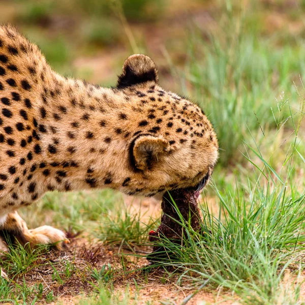 Primer Plano Guepardo Santuario Vida Silvestre Naankuse Namibia África — Foto de Stock