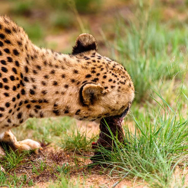 Közelről Egy Gepárd Naankuse Wildlife Sanctuary Namíbia Afrika — Stock Fotó