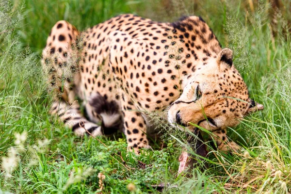 Gros Plan Guépard Naankuse Wildlife Sanctuary Namibie Afrique — Photo