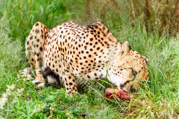 Close up of a Cheetah at the Naankuse Wildlife Sanctuary, Namibia, Africa