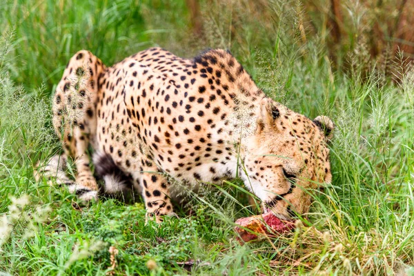 Close up of a Cheetah at the Naankuse Wildlife Sanctuary, Namibia, Africa