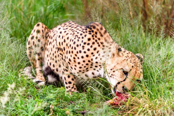 Close Van Een Cheetah Het Naankuse Wildlife Sanctuary Namibië Afrika — Stockfoto
