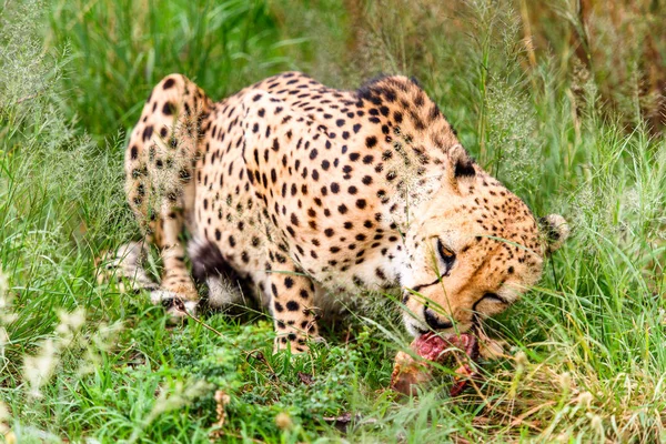 Blízký Gepard Rezervaci Naankuse Namibii Africe — Stock fotografie