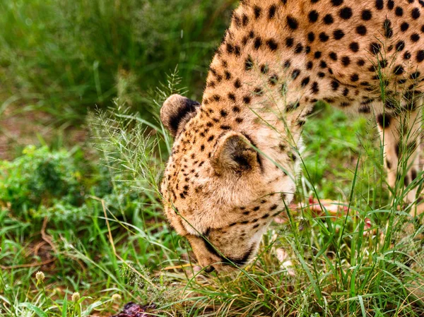 Close Cheetah Eating Meat Naankuse Wildlife Sanctuary Namibia Africa — Stock Photo, Image