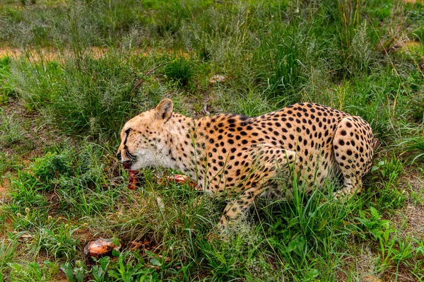 Primer Plano Guepardo Comiendo Carne Santuario Vida Silvestre Naankuse Namibia —  Fotos de Stock