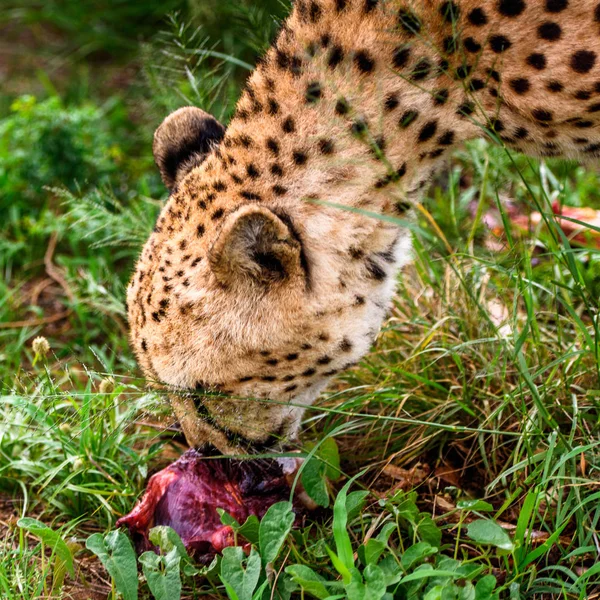 Dekat Cheetah Makan Daging Naankuse Wildlife Sanctuary Namibia Afrika — Stok Foto