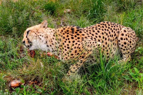 Primer Plano Guepardo Comiendo Carne Santuario Vida Silvestre Naankuse Namibia — Foto de Stock