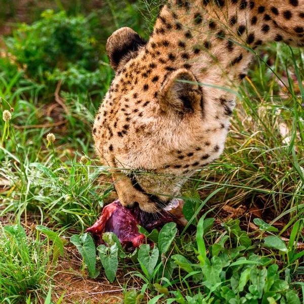 Dekat Cheetah Makan Daging Naankuse Wildlife Sanctuary Namibia Afrika — Stok Foto