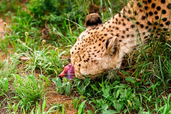 Close Cheetah Eating Meat Naankuse Wildlife Sanctuary Namibia Africa — Stock Photo, Image