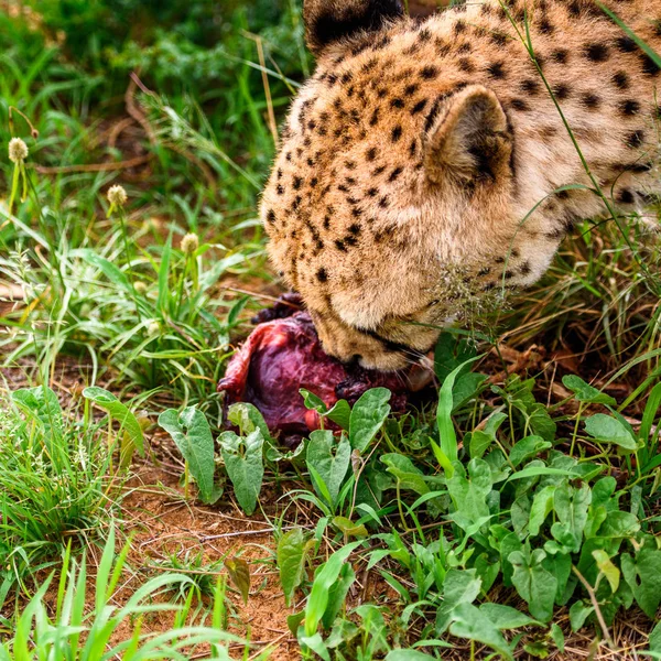 Närbild Cheetah Äta Kött Naankuse Wildlife Sanctuary Namibia Afrika — Stockfoto