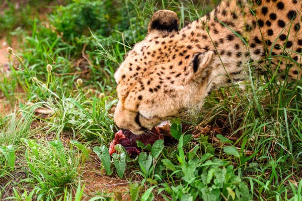 Close Van Een Cheetah Die Vlees Eet Het Naankuse Wildlife — Stockfoto