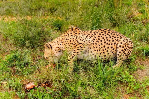 Крупный План Гепарда Поедающего Мясо Заповеднике Наанкусе Намибия Африка — стоковое фото