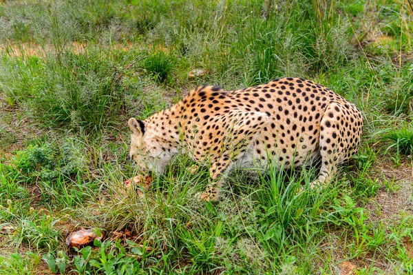 Közeli Megjelöl Ból Egy Gepárd Étkezési Hús Nél Naankuse Kicsapongó — Stock Fotó