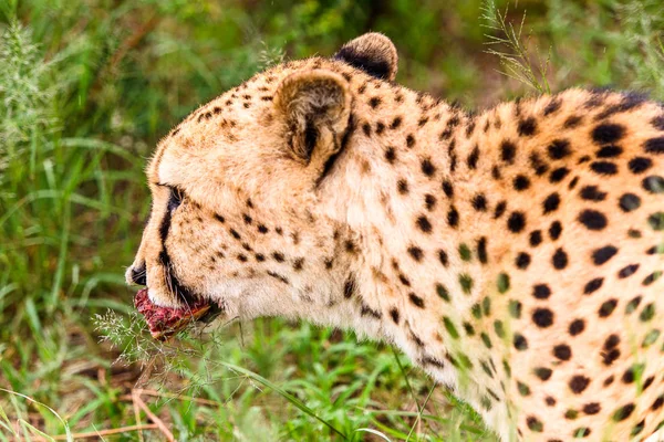 Close Uma Chita Comendo Carne Santuário Vida Selvagem Naankuse Namíbia — Fotografia de Stock