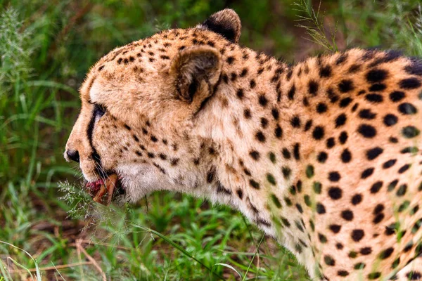 Närbild Cheetah Äta Kött Naankuse Wildlife Sanctuary Namibia Afrika — Stockfoto