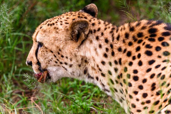 Close Cheetah Eating Meat Naankuse Wildlife Sanctuary Namibia Africa — Stock Photo, Image