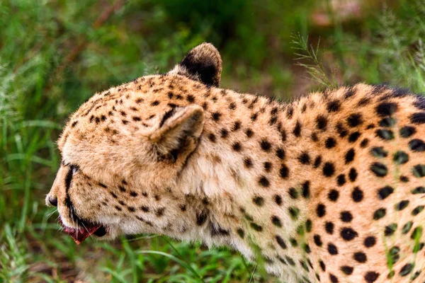 Cheetah Santuário Vida Selvagem Naankuse Namíbia África — Fotografia de Stock