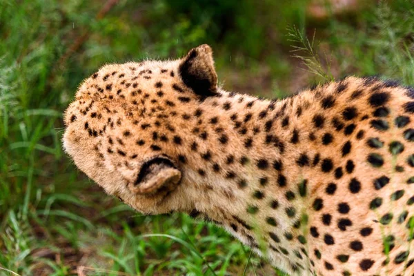 Cheetah Naankuse Wildlife Sanctuary Namibië Afrika — Stockfoto