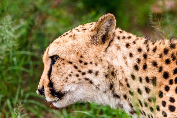 Cheetah Naankuse Wildlife Sanctuary Namibia Africa — Stock Photo, Image