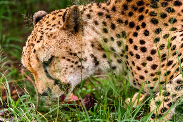 Cheetah Santuário Vida Selvagem Naankuse Namíbia África — Fotografia de Stock