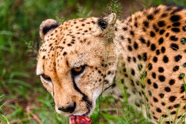 Cheetah Santuario Vida Silvestre Naankuse Namibia África —  Fotos de Stock