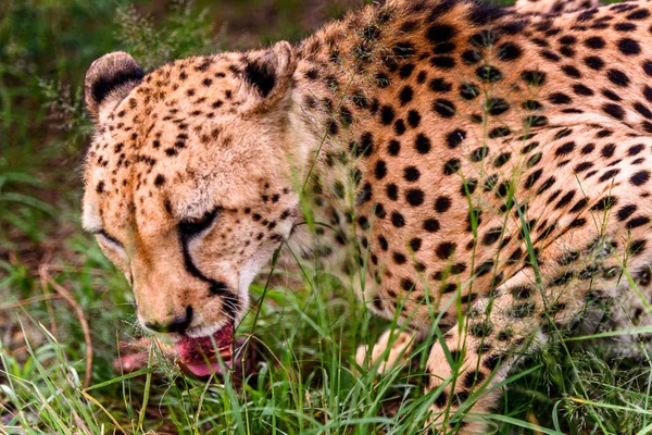 Cheetah Santuário Vida Selvagem Naankuse Namíbia África — Fotografia de Stock