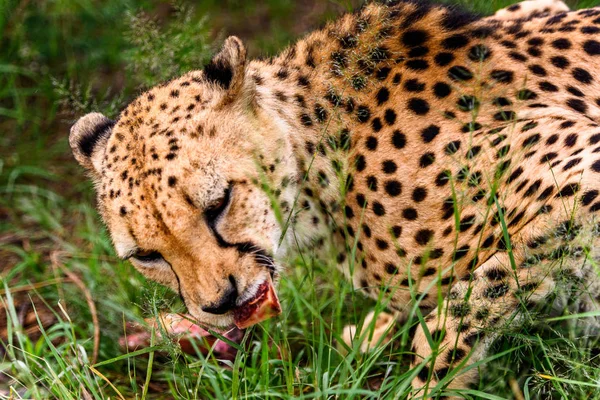 Cheetah Naankuse Wildlife Sanctuary Namibië Afrika — Stockfoto