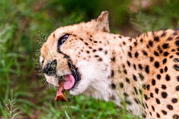 Cheetah Santuário Vida Selvagem Naankuse Namíbia África — Fotografia de Stock