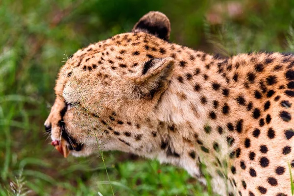 Cheetah Santuário Vida Selvagem Naankuse Namíbia África — Fotografia de Stock
