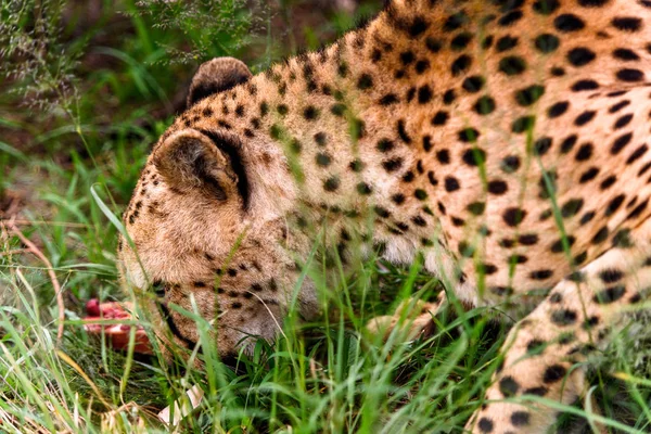 Cheetah Naankuse Wildlife Sanctuary Namibië Afrika — Stockfoto