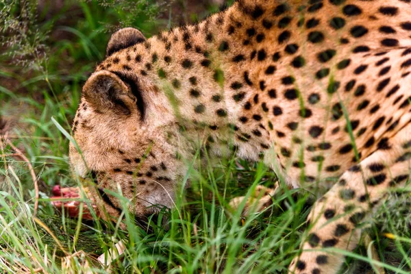 Cheetah Naankuse Wildlife Sanctuary Namibië Afrika — Stockfoto