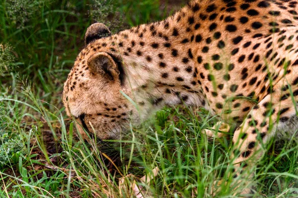 Cheetah Naankuse Wildlife Sanctuary Namibië Afrika — Stockfoto