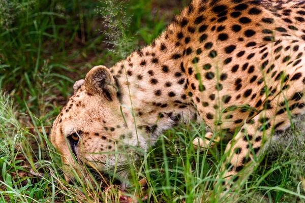 Cheetah Naankuse Wildlife Sanctuary Namibia Africa — Stock Photo, Image