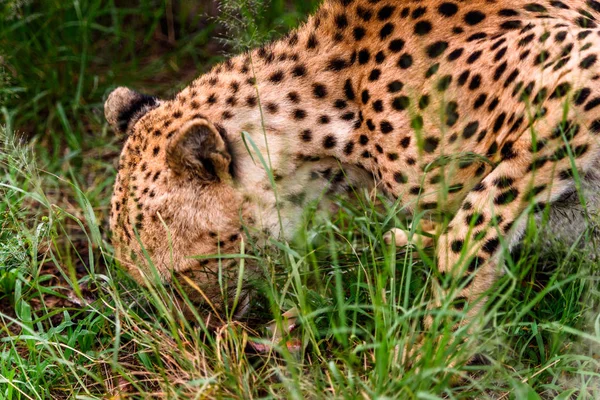 Cheetah Naankuse Wildlife Sanctuary Namibië Afrika — Stockfoto