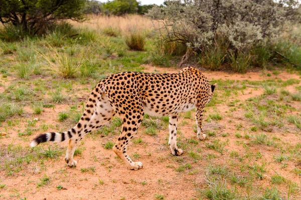 Гепард Заповеднике Наанкусе Намибия Африка — стоковое фото
